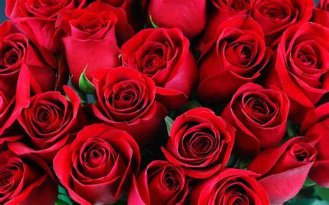 Herunterladen Hintergrundbild Rote Rosen Blumenstrauß Rote Blüten Von