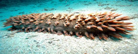 Морской огурец (Sea Cucumber) | Интересные факты, мифы, заблуждения