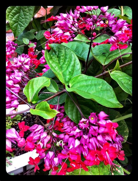 Jun 20, 2021 · paul a. clerodendrum thomsoniae (bleeding heart vine) - ps ...