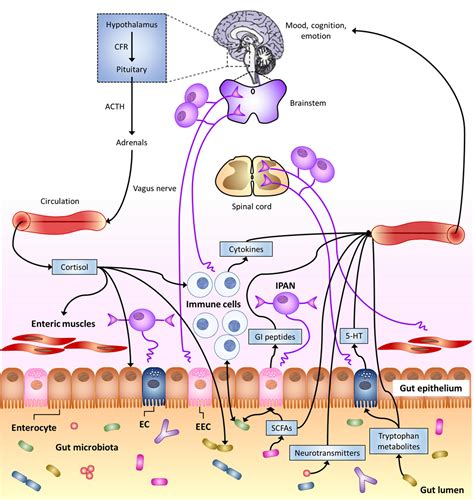 Frontiers The Neuro Endocrinological Role Of Microbial Glutamate And