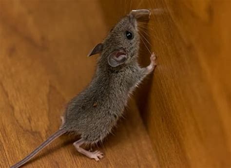 These rodents possess an almost unbelievable ability to get into homes since they are able to climb, jump, swim, and gnaw their way into structures. Types Of Rodents In New York