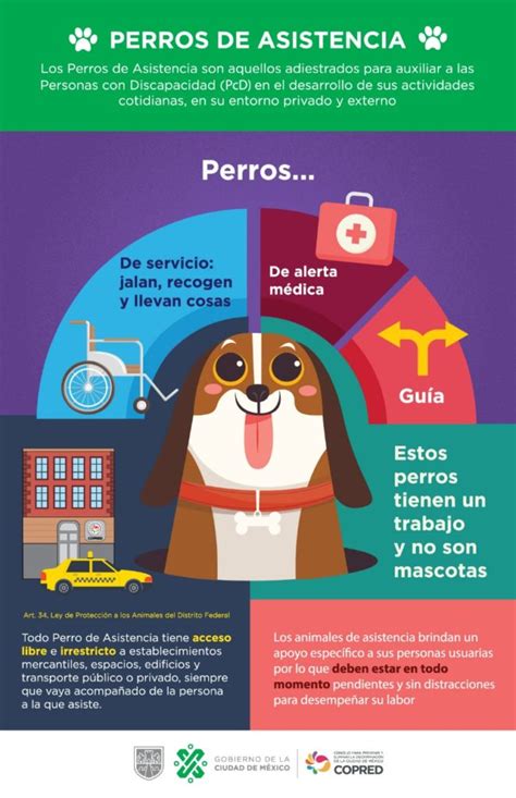 Chilango No Son Mascotas ¿cómo Es Vivir Con Un Perro Guía En La Cdmx