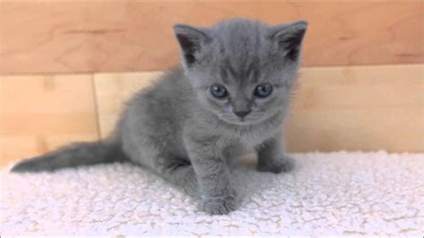 Blue Scottish Fold Kittens With Straight Ears Youtube
