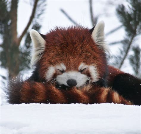Dozing In The Snow Cute Animals Red Panda Animal Facts