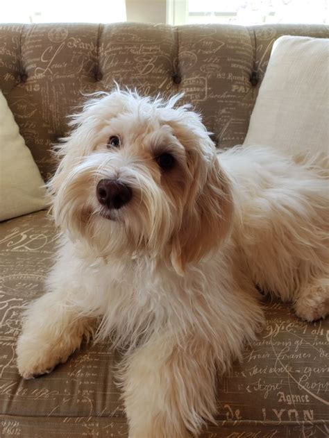 Australian labradoodle puppies that are simply the cutest you can find. Labradoodle Puppies for Sale in VA | Providence Hill ...