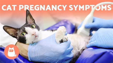 Is My Cat Pregnant 6 Symptoms To Look Out For Pregnant Cat Cats