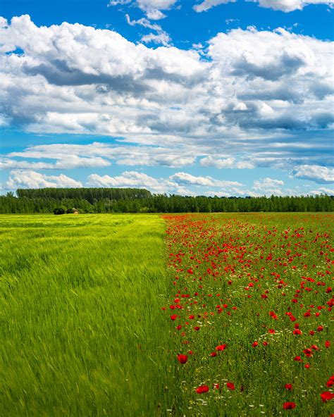 Free picture: wheatfield, poppy, flowers, summer season, perspective