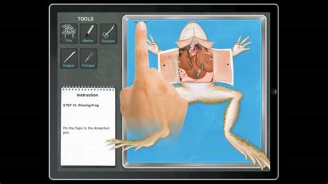 Virtual Frog Dissection Ipad App Youtube