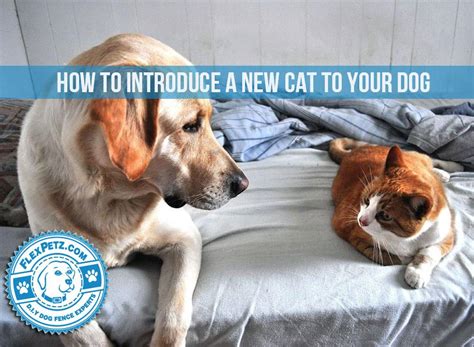 How to Introduce a New Cat to Your Dog