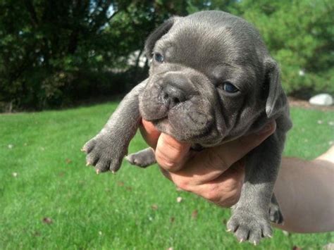 Veterinarian checked and cleared, social, micro chipped, lovable little girls in. Darling AKC French Bulldog puppies for sale. for Sale in ...