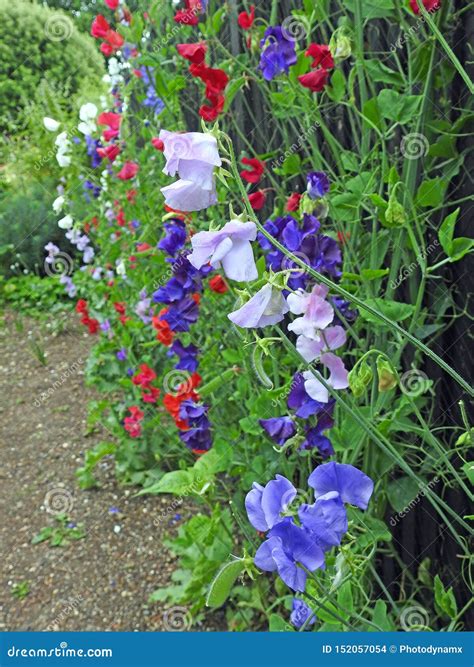 Sweet Peas Climbing Trailing Flowers Plants Seed Pods Stock Photo