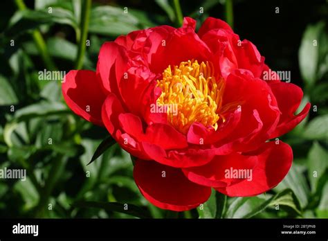 Paeonia Red Magic Hi Res Stock Photography And Images Alamy