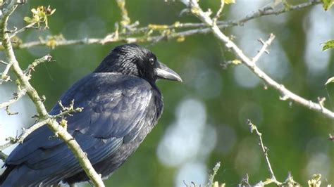 corbeau freux et corneille noire rook and carrion crow 234 1080p youtube