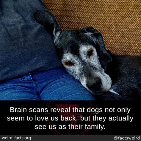 Weird Facts Brain Scans Reveal That Dogs Not Only Seem To Love