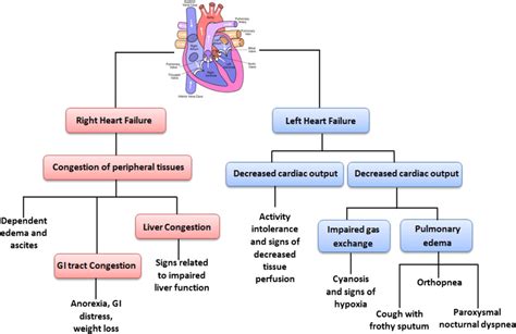 Symptoms Of Right And Left Heart Failure Download Scientific Diagram