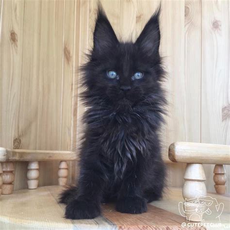 Black Furry Cat Breeds Pets Lovers