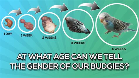 What Is The Earliest Age You Can Tell Your Budgies Gender Youtube