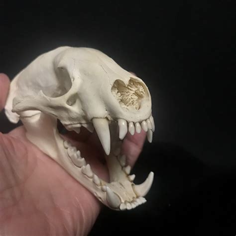 Badger Skull Real Bone Available For Purchase At Natur