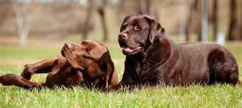 In 2008, vpi had more than 475,000 cat and dog names in its insurance database, allowing the company to discover which names were the most popular. 650 Unique Chocolate Lab Dog Names (Female and Male ...