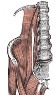 Muscles of the back can be divided into superficial, intermediate, and deep group.since the all the back muscles originate in embryo (fetus) form by locations other than the back, muscles in the. The Psoas E-Manual | Psoas muscle, Hip workout, Hip flexor