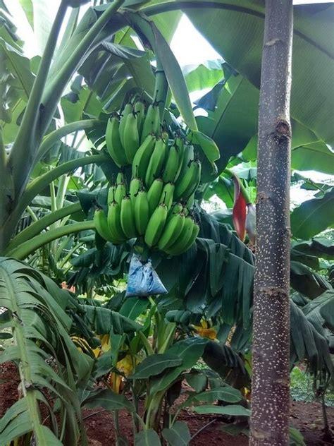 Banana Cultivation With Drip Irrigation Farm Questions Farmnest