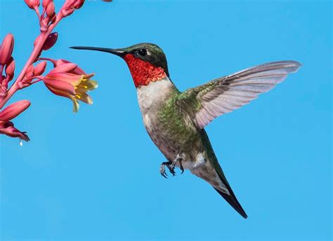 7 Facts About Ruby Throated Hummingbirds You Should Know Birds And Blooms