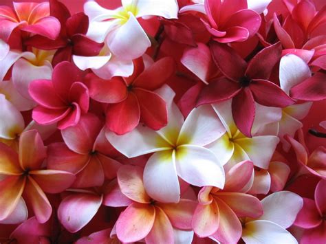 🔥 47 Hawaiian Flowers Wallpaper Backgrounds Wallpapersafari