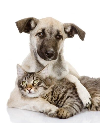 Bij dog cat en co vindt u alles wat uw huisdier nodig heeft. dog and cat - Meridian Veterinary Clinic