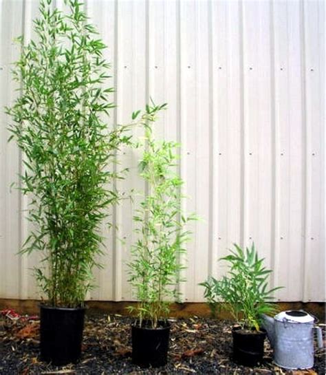 See more ideas about bamboo, bamboo fountain, bamboo crafts. Yes Bamboo garden do at home - important garden design ideas | Interior Design Ideas - Ofdesign