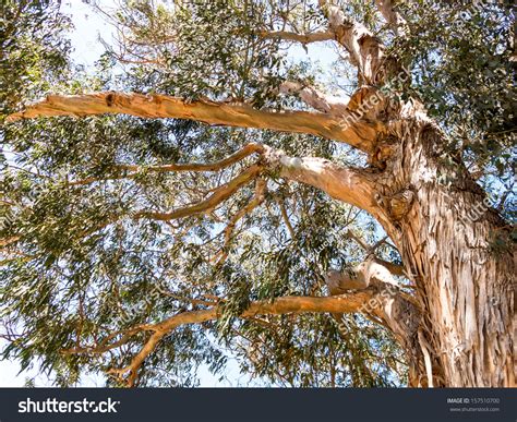 Eucalyptus Tree Stock Photo 157510700 Shutterstock