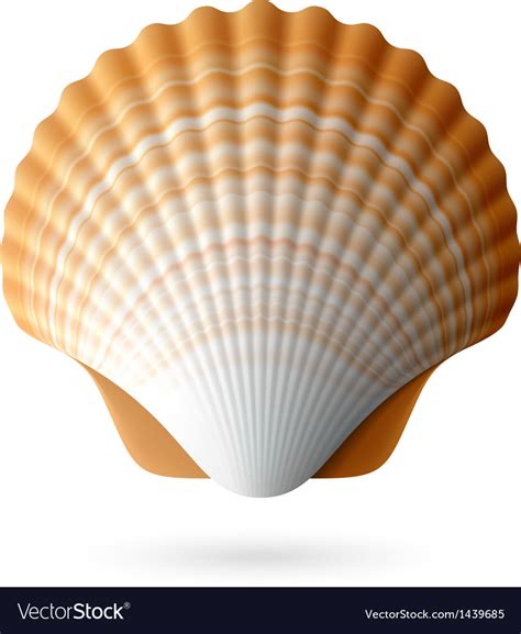 Scallop Seashell Royalty Free Vector Image Vectorstock