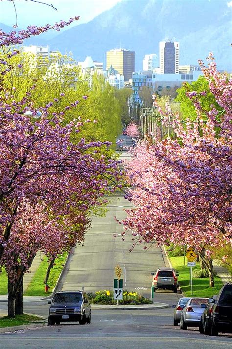 15 Amazing Places To See Cherry Blossoms In The World