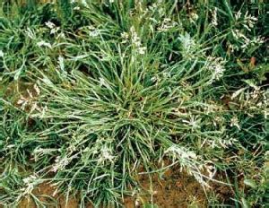 It usually shows up in winter, which is unusual for this type fungus. How To Kill Winter Grass - Lawn Green Lawn Care | Lawn Green