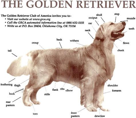But many more dogs have been bred with one or more parts of their body altered. Golden retrievers and Anatomy on Pinterest