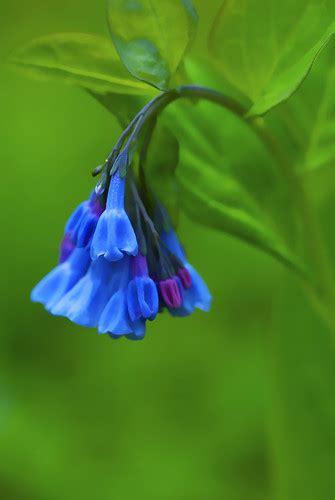 Virginia Bluebell Shot At Clifty Falls State Park In South Flickr