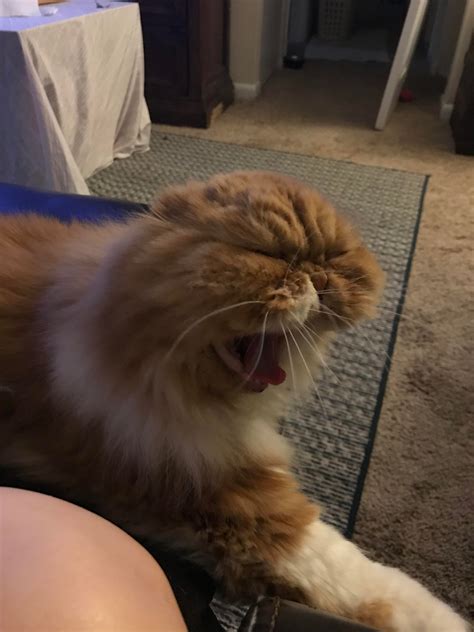 Angry Cat Screaming Aww