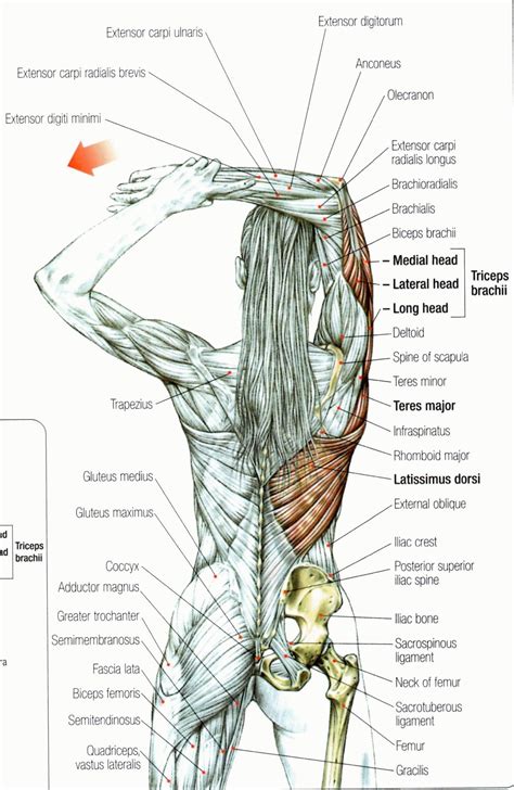 Mobility Mastery Shoulder Pain Relief Rotator Cuff Pain Medical Anatomy