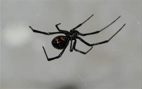 In the majority of cases a female spider kills and eats a male before, during, or after copulation. Black Widow Spider