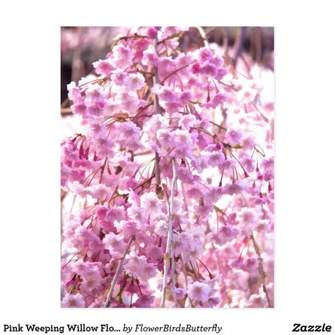 While these trees don't weeping willow trees tend to thrive during warm weather, and will be in full bloom then. Pink Weeping Willow Flowering Tree Postcard | Zazzle.com ...