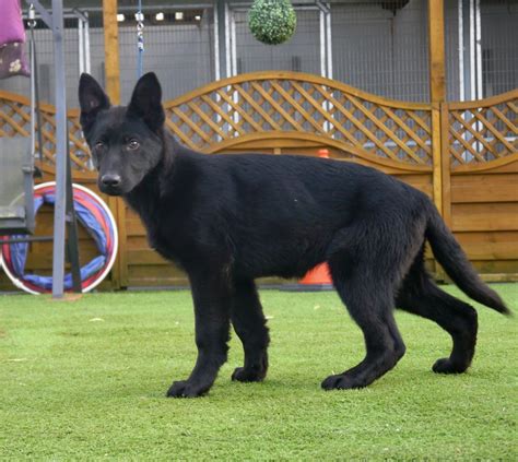 Black German Shepherd Puppy Baldock Hertfordshire
