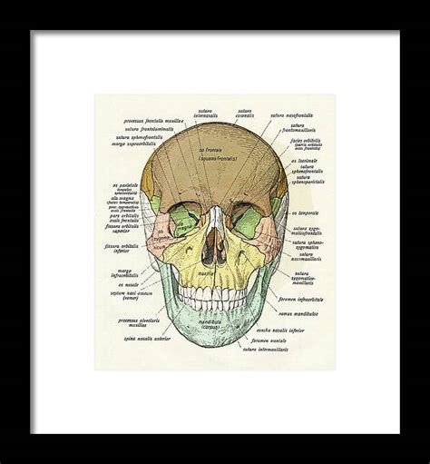 Diagram Of Human Skull 1 Framed Print By Graphicaartis