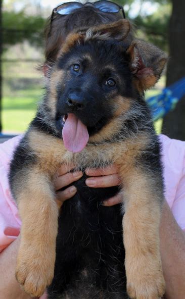 We have wonderful german shepherd puppies for your family! 34 German Shepherd Puppy Pictures That Will Make Your ...