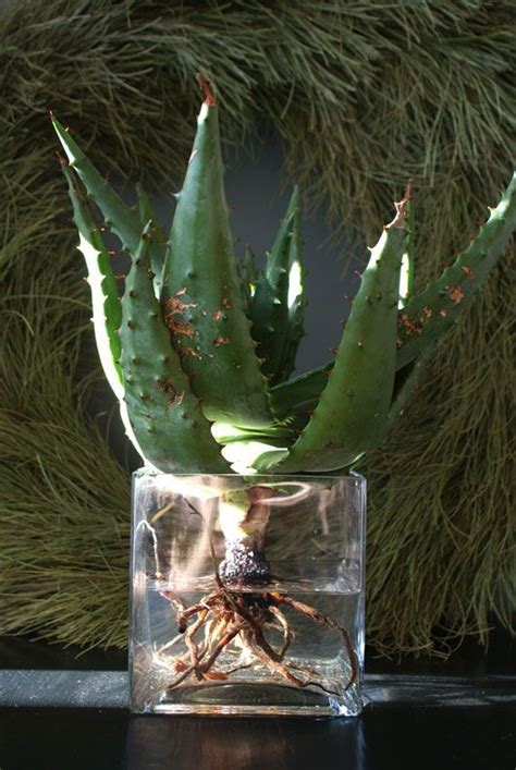 It's almost impossible that one can expect it's flowing juice which flows after snapping off. decorative glass vases with aloes - Google Search | Plant ...
