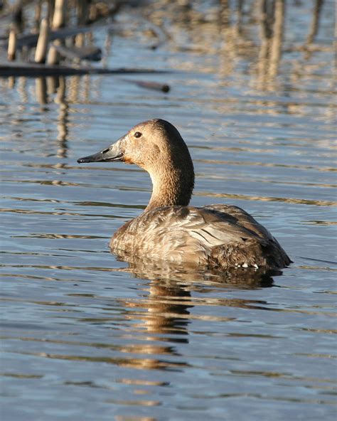 Free Picture Canvasback Hen
