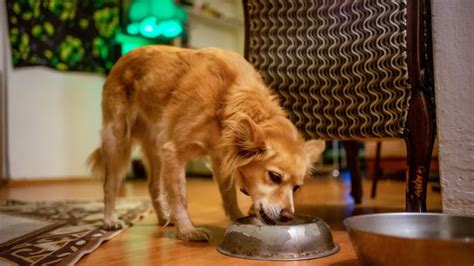 Beginning in march 2007, there was a wide recall of many brands of cat and dog foods due to contamination with melamine and cyanuric acid. Recall Alert: 15 Pet Food Brands Recalled Due to High ...