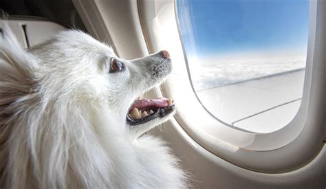 How Do Travelers Feel About Pets On Planes