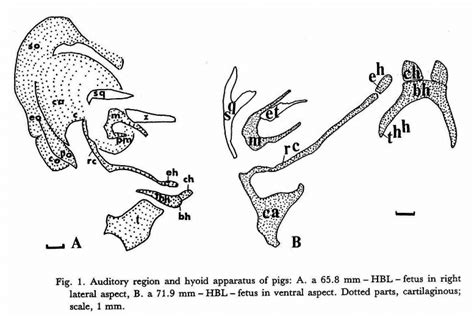 Auditory Region And Hyoid Apparatus Of Pigs A A 658 Mm Hbl Fetus
