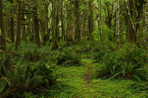 7 Najkrajších Lesov Sveta Ktoré Vyzerajú Ako Z Rozprávky Vialands
