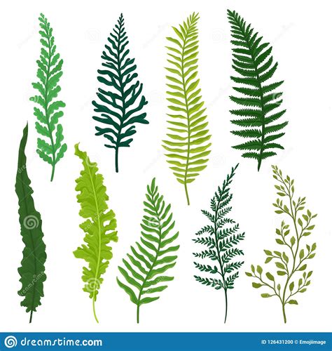 Different Types Of Leaves Cartoon Vector 25338353