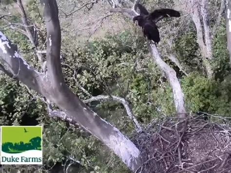 Baby Bald Eagles Take First Flight At Duke Farms Videos Hillsborough
